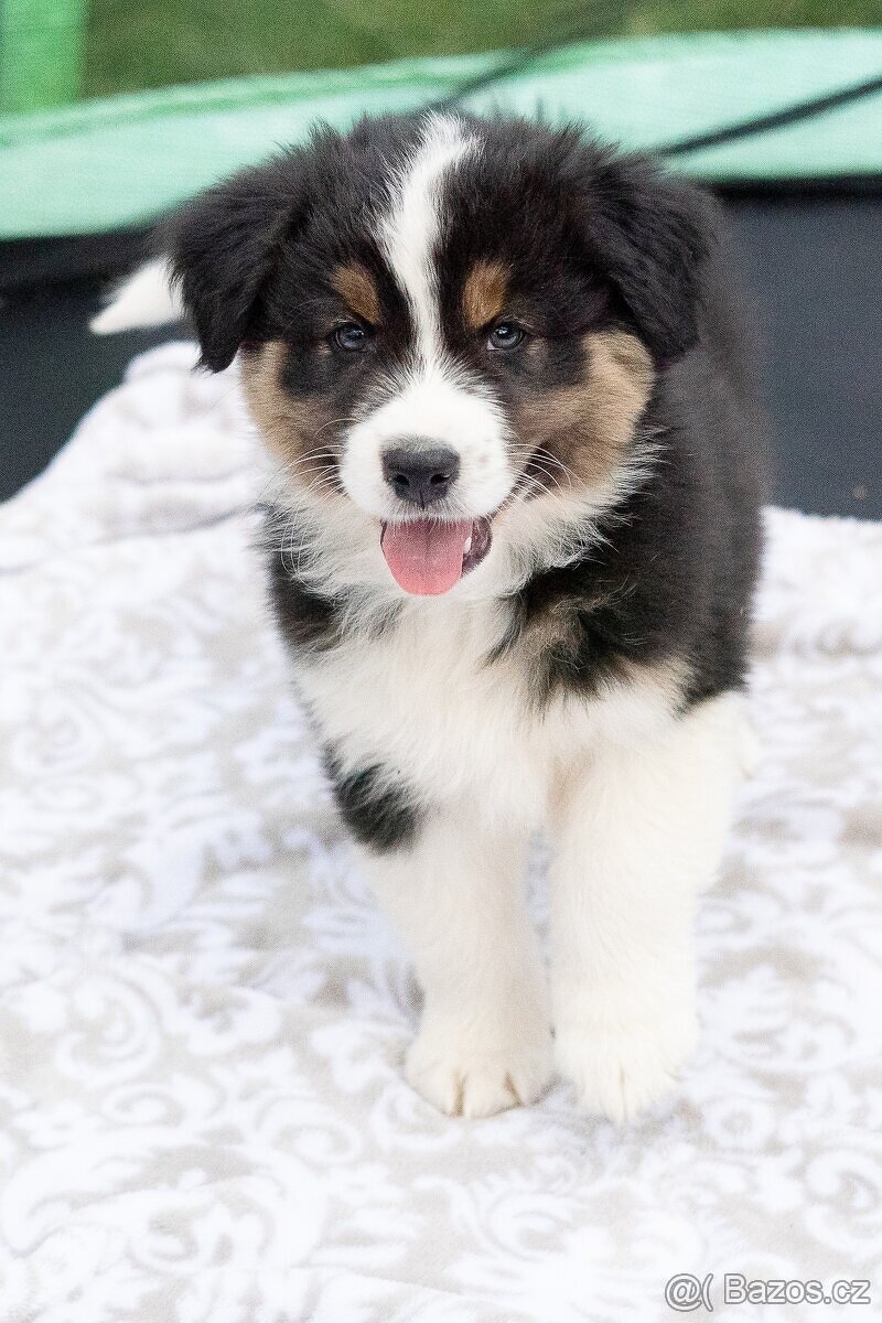 Australský ovčák s PP - 3