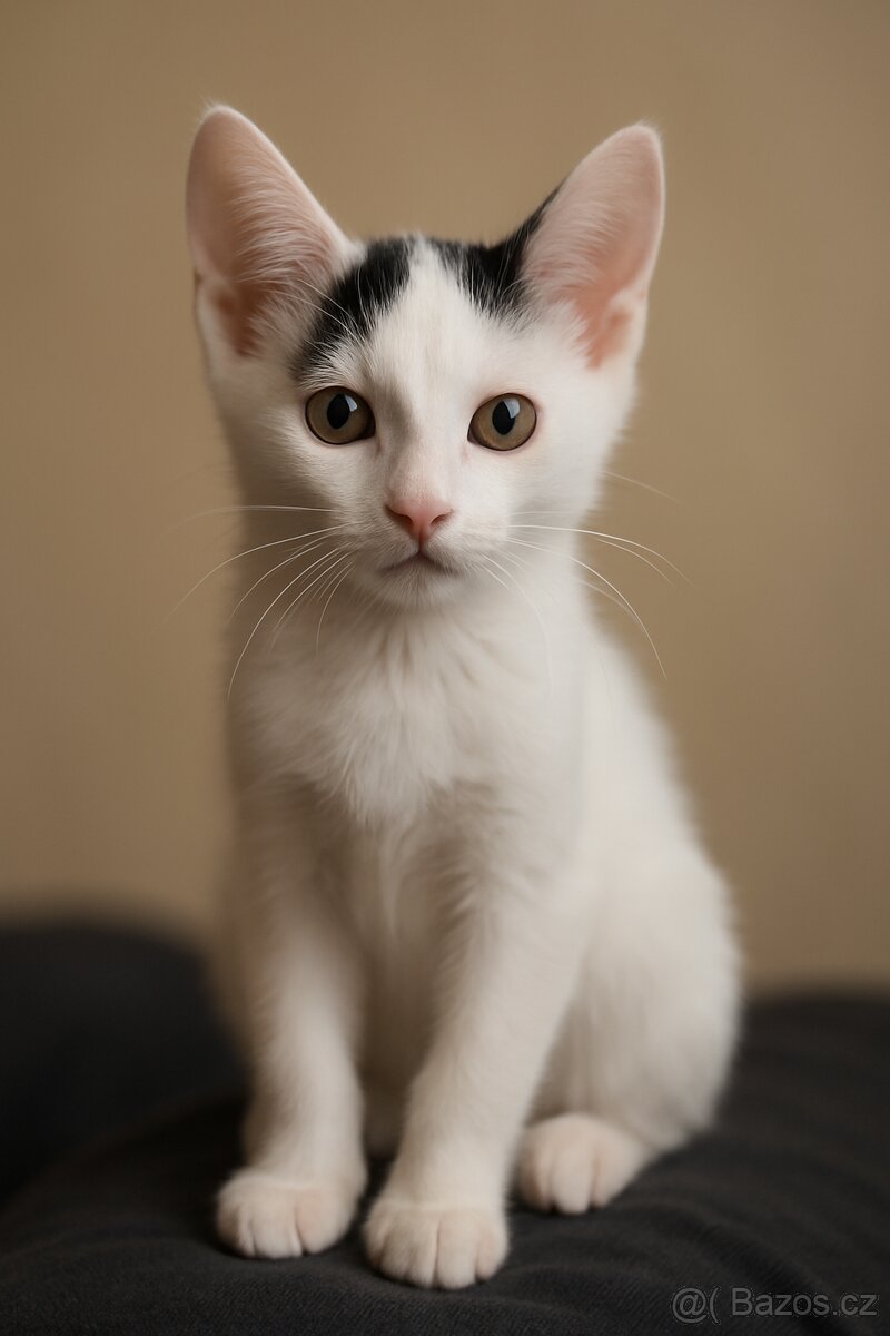 Koťata Kotátka - 2 měsíční (+ mámy) - 3