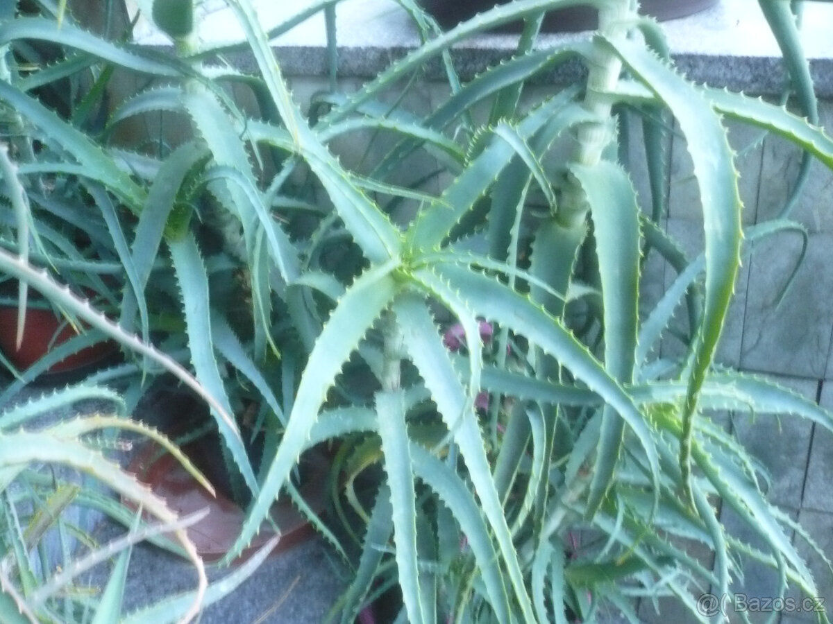 Aloe - prodám - 3