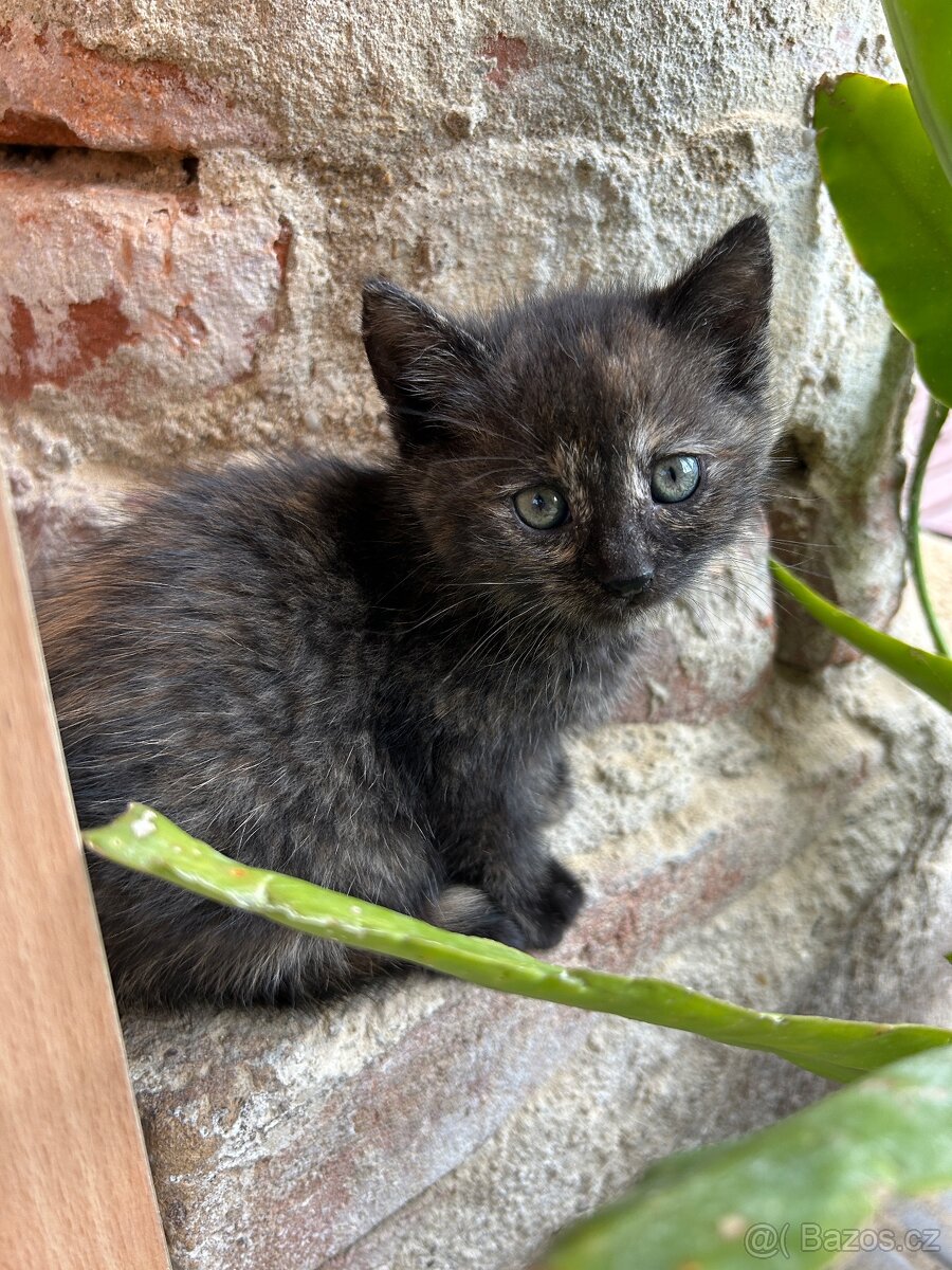Daruji koťátka - 3