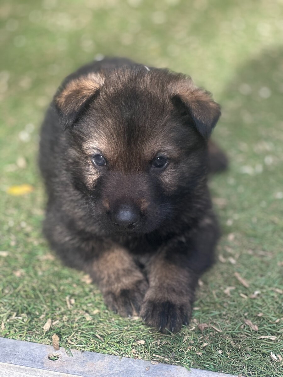 Německý ovčák - štěňátka s PP - 3