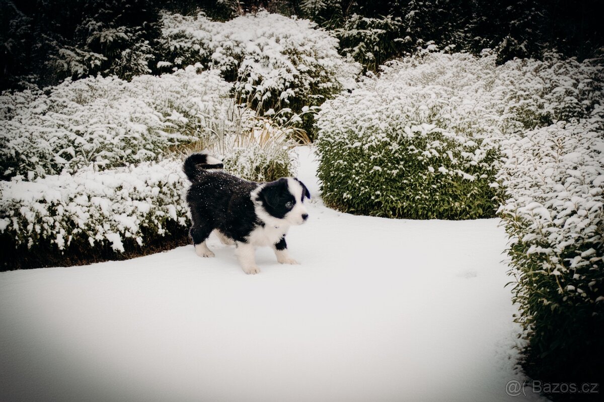 Přijímáme rezervace na štěňata Border Kolie s PP - 3