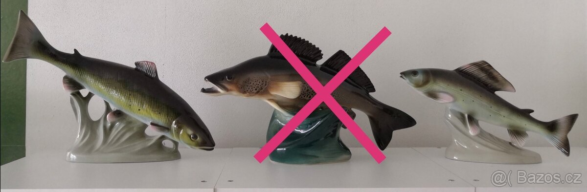 Ryby royal dux, jihokera - 3