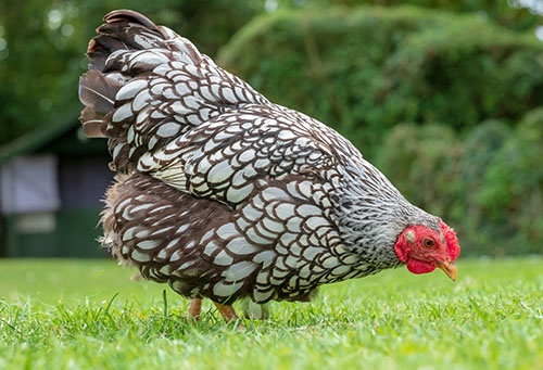 Slepičky jako vánoční dárek - pro okrasu i na užitek - 3
