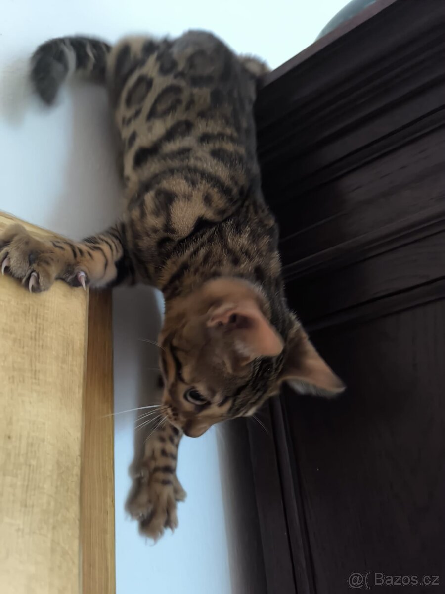 Kotě bengál - 3