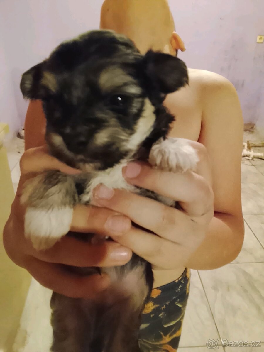 Yorksirsky teriér - 3