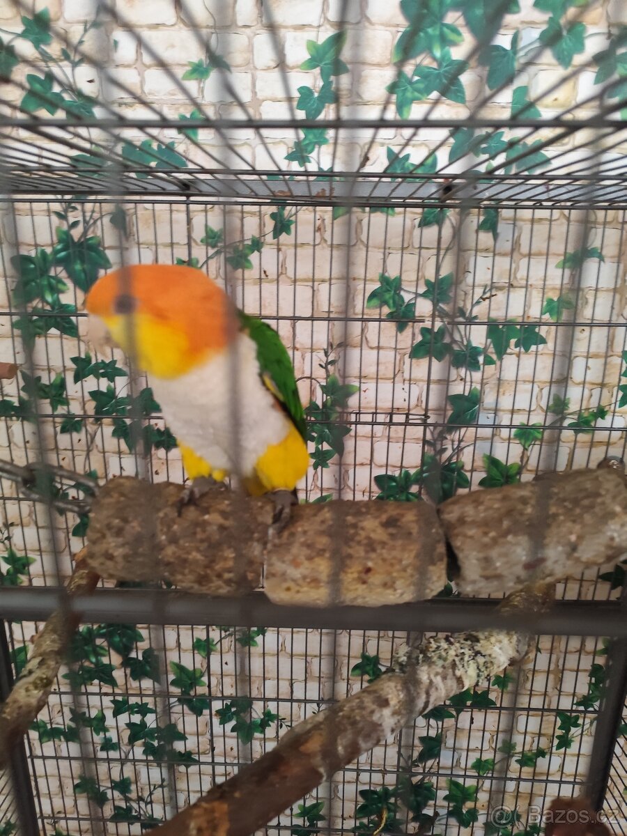 Amazonek bělobřichý - 3