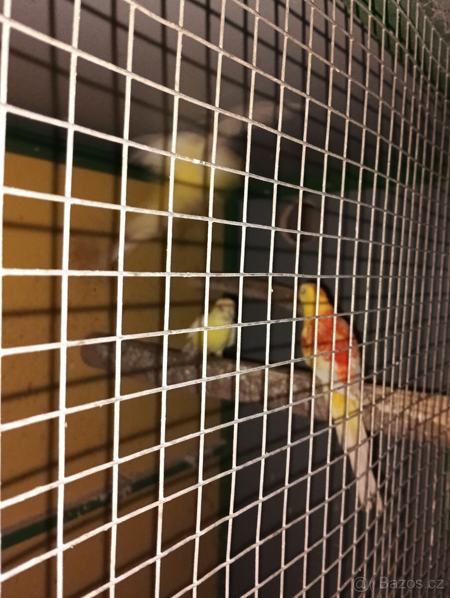 Papoušek zpěvavý - 3