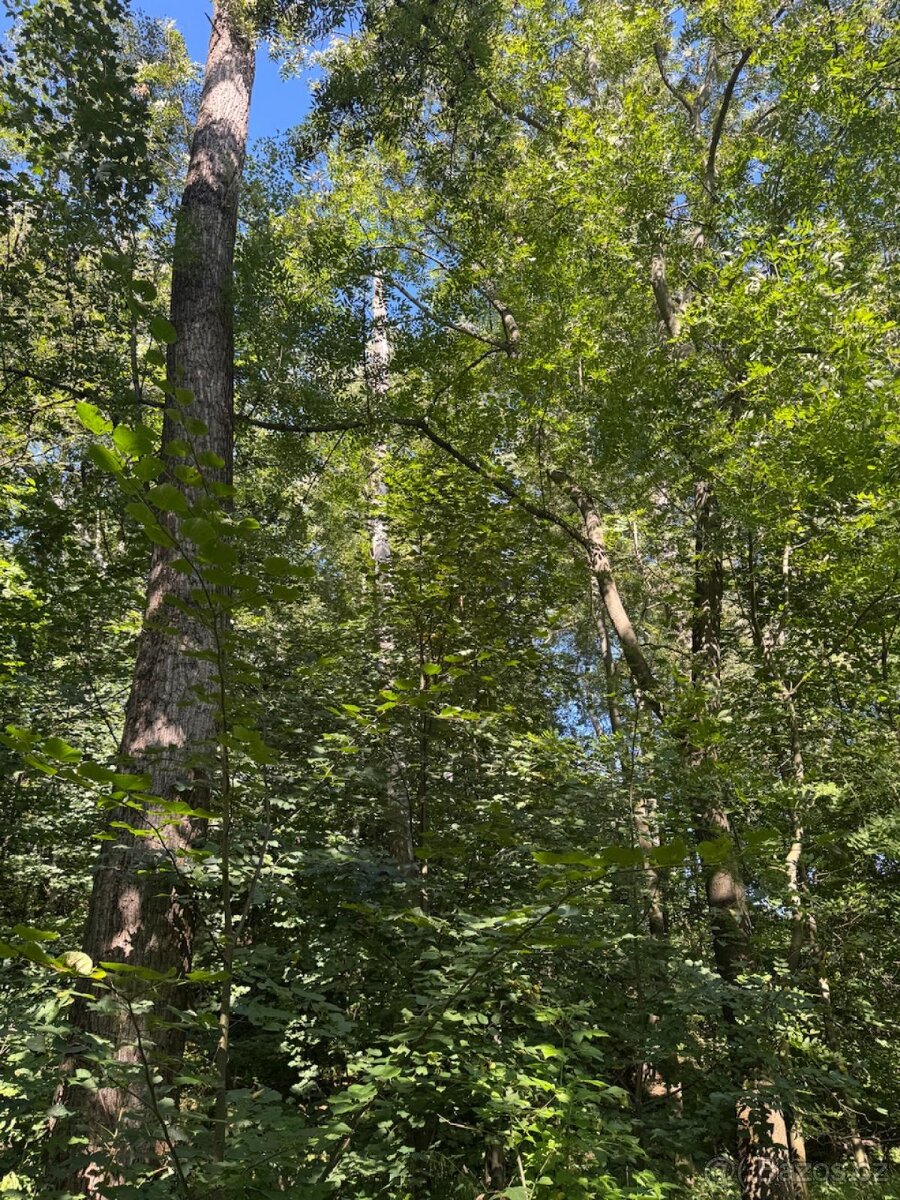 Prodej lesního pozemku v k.ú. Bartovice - 3