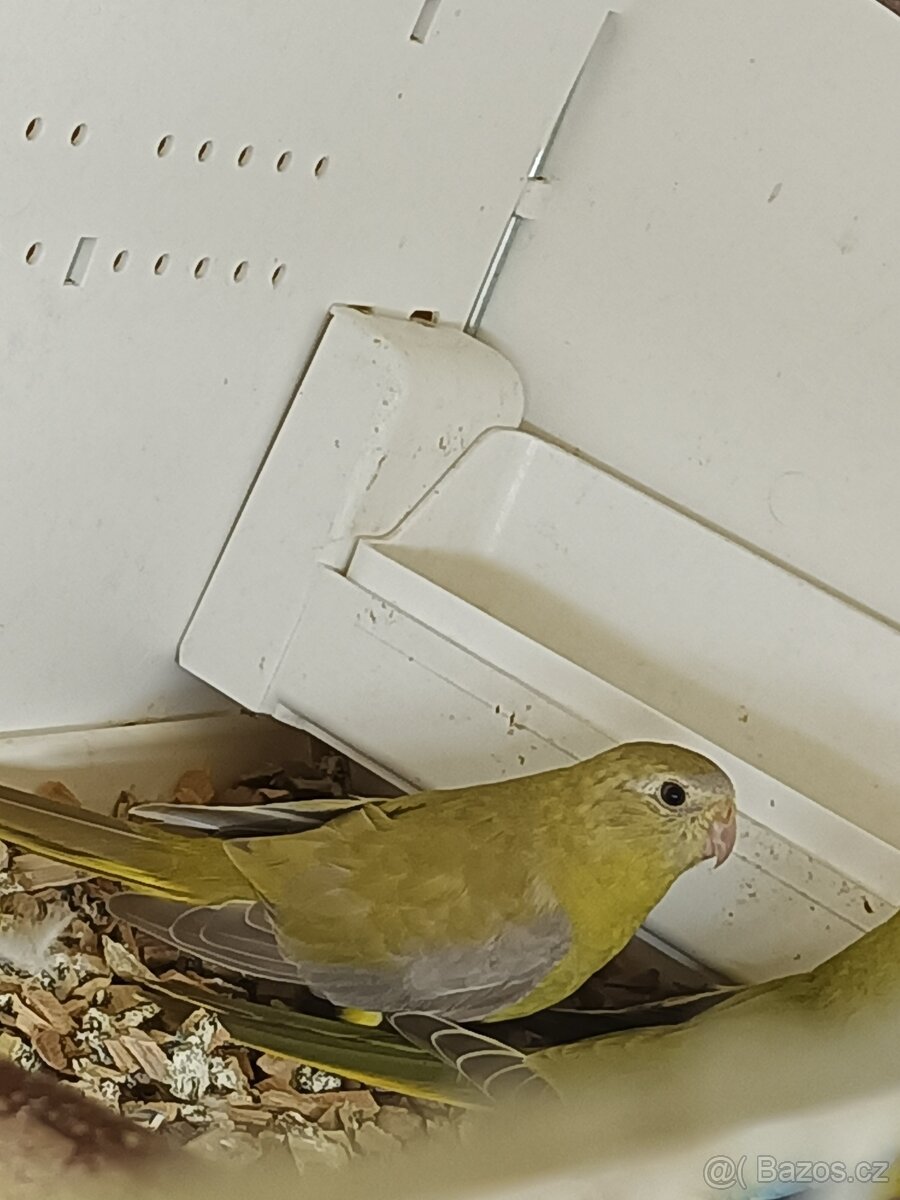 Neoféma tyrkysová - 3