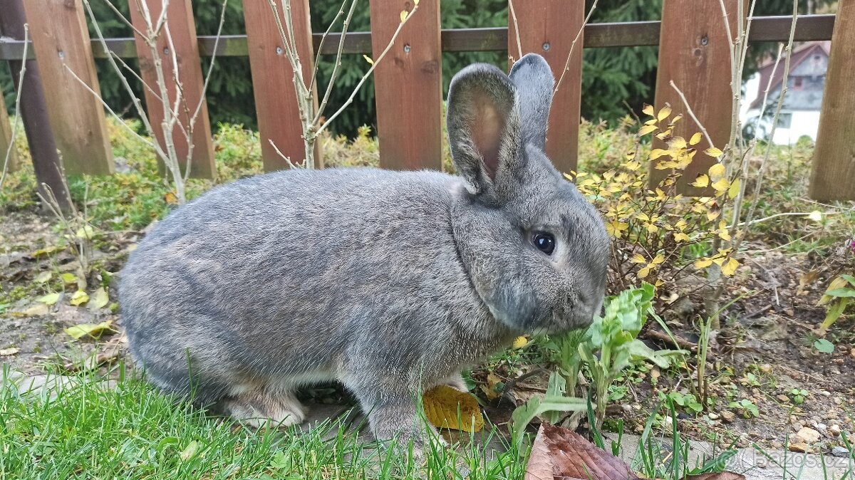 Králík do chovu - 3