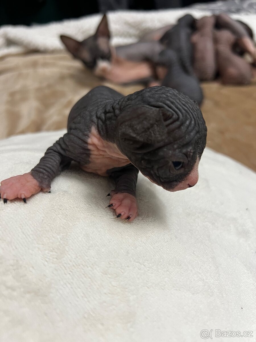 Kanadský sphynx - 3