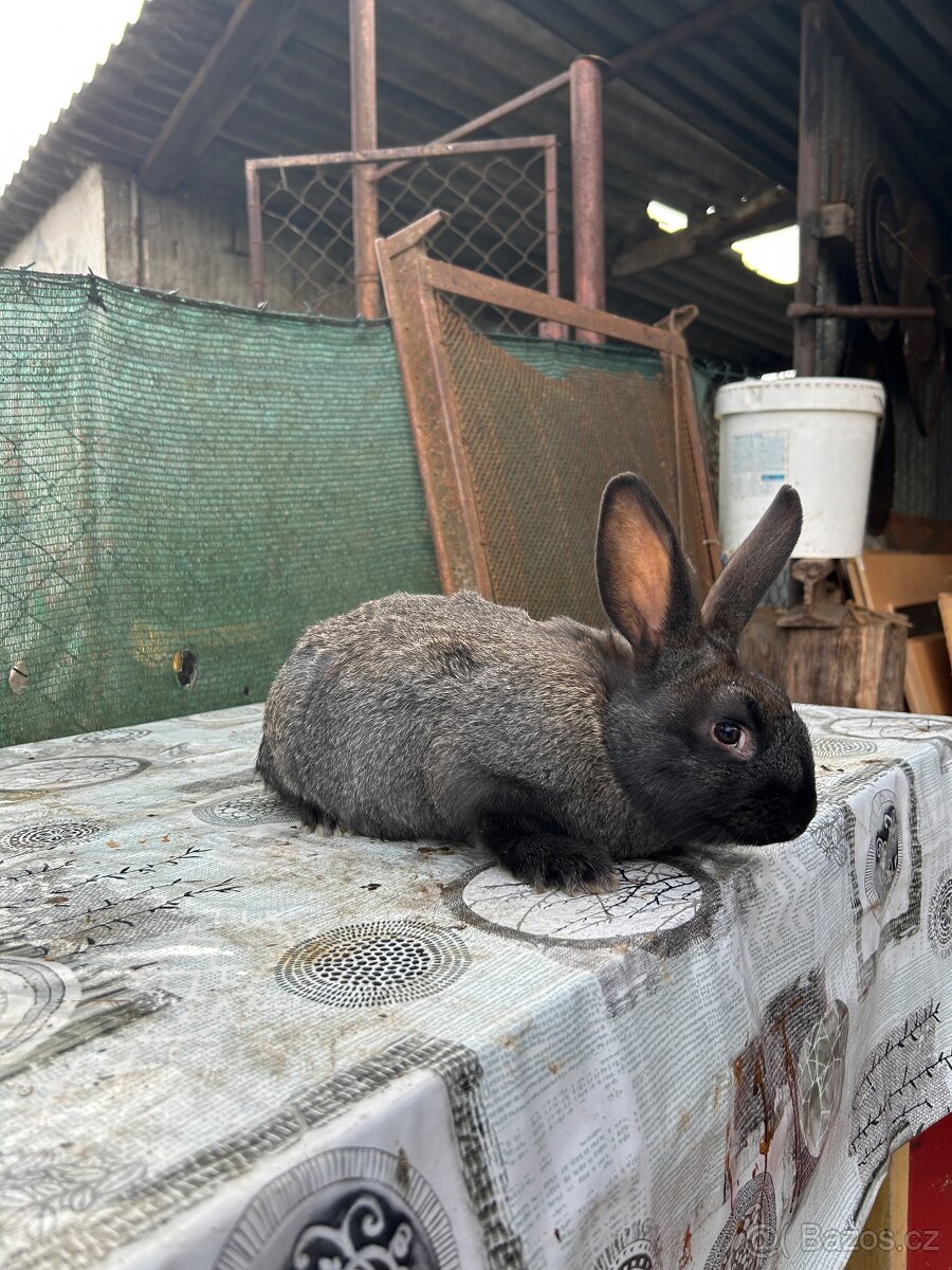 Prodám Králíky na maso a vídeňské - 3