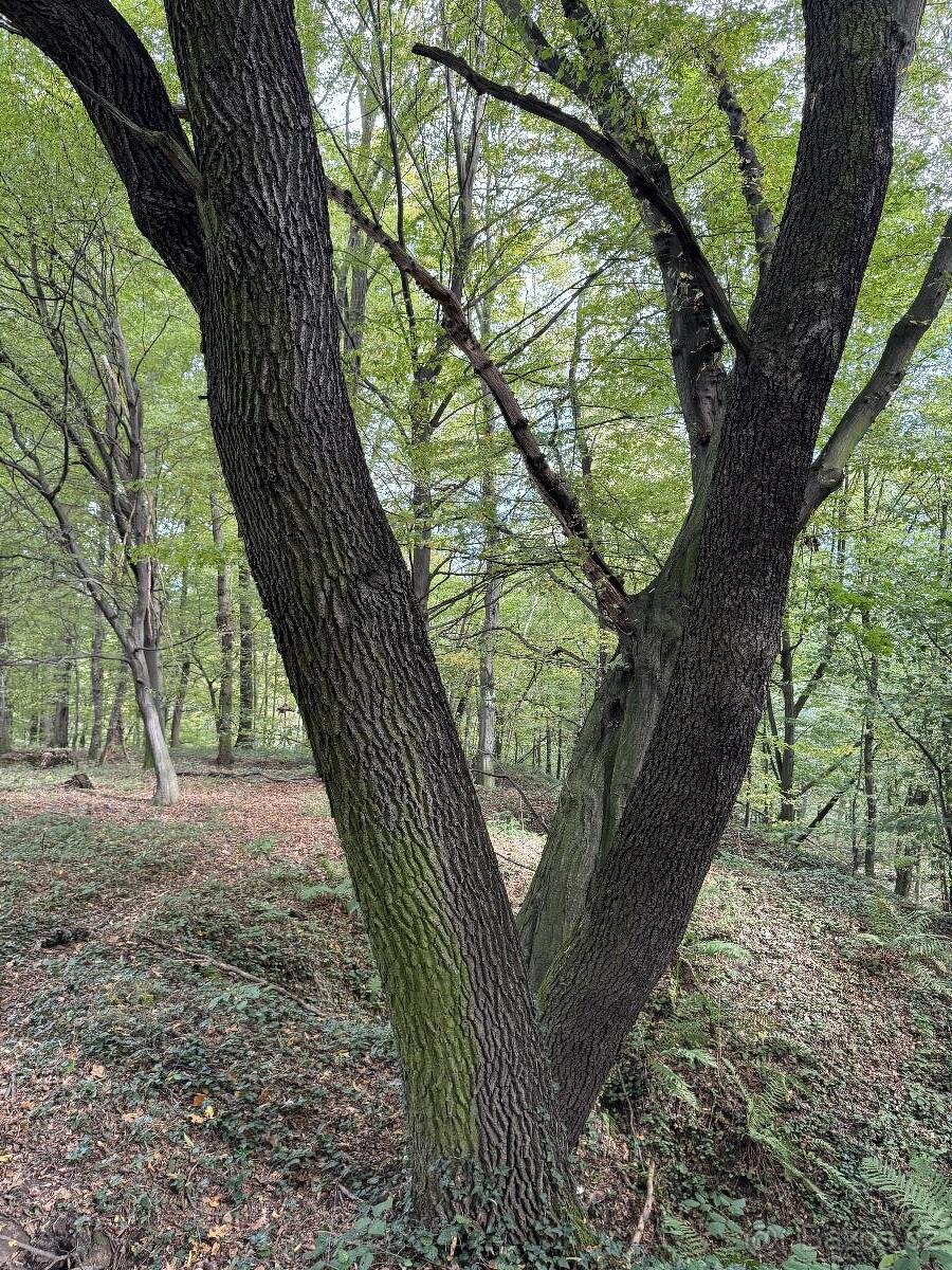 Prodám lesní pozemek v k.ú. Záblatí u Bohumína, p.č. 1454/28 - 3