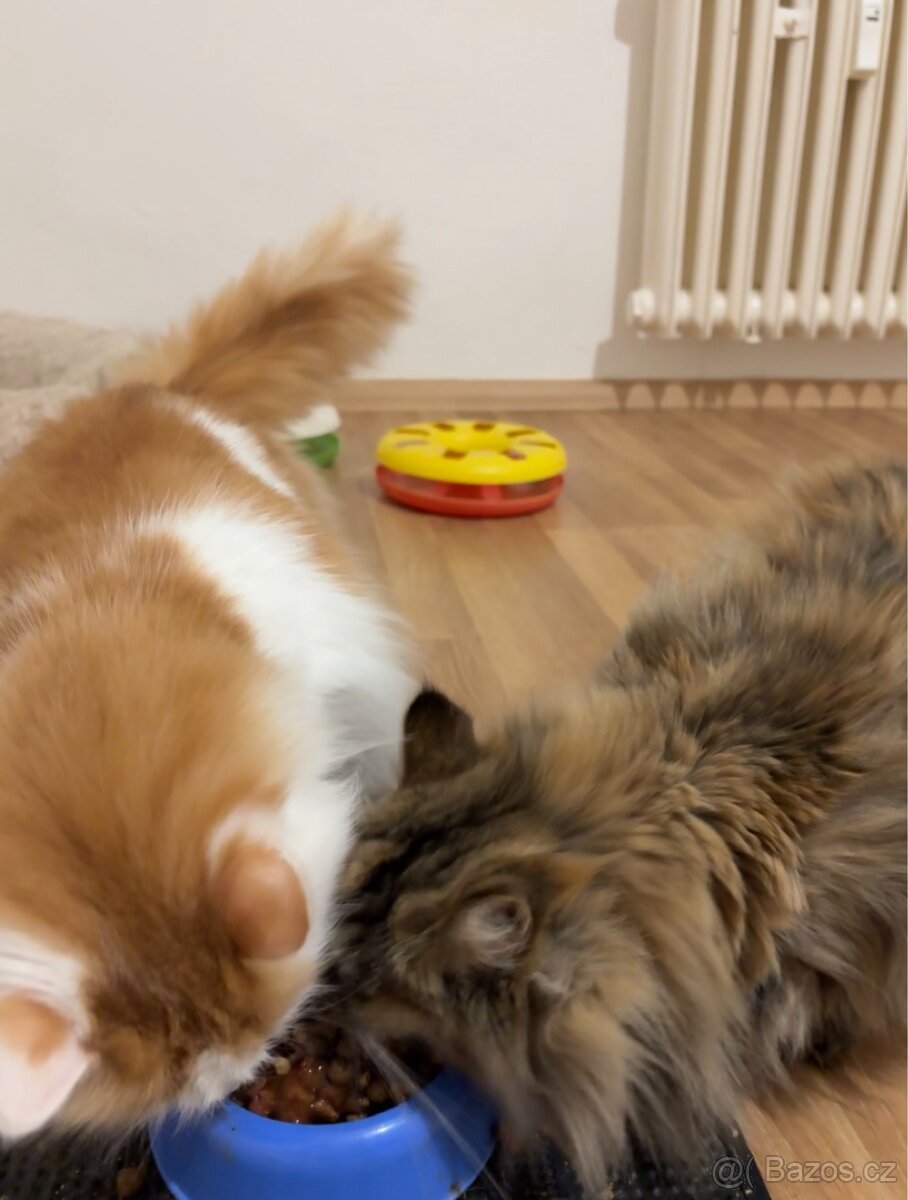 Kočky typu Mainské mývalí bez PP - 3