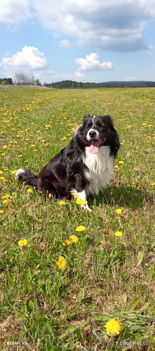 Border kolii ke krytí - 3