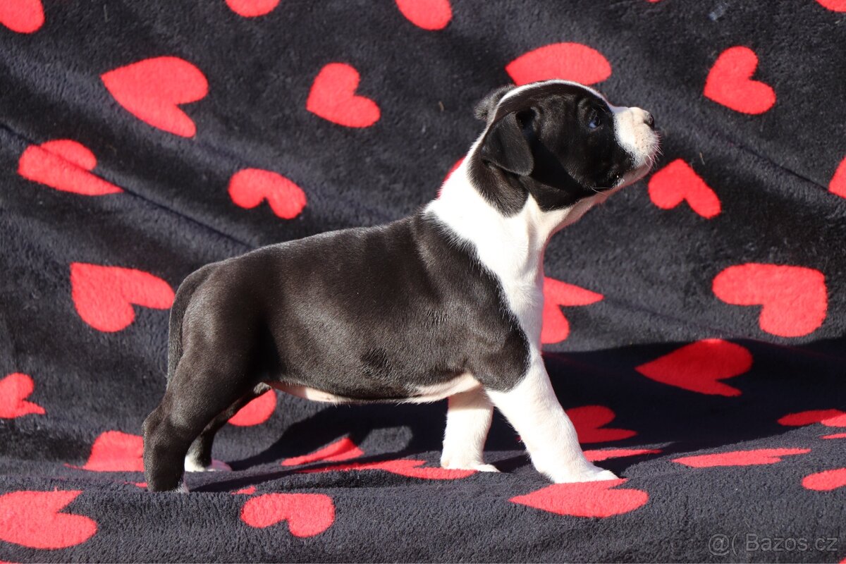 Americký stafordšírský teriér s PP fenka 2 - 3