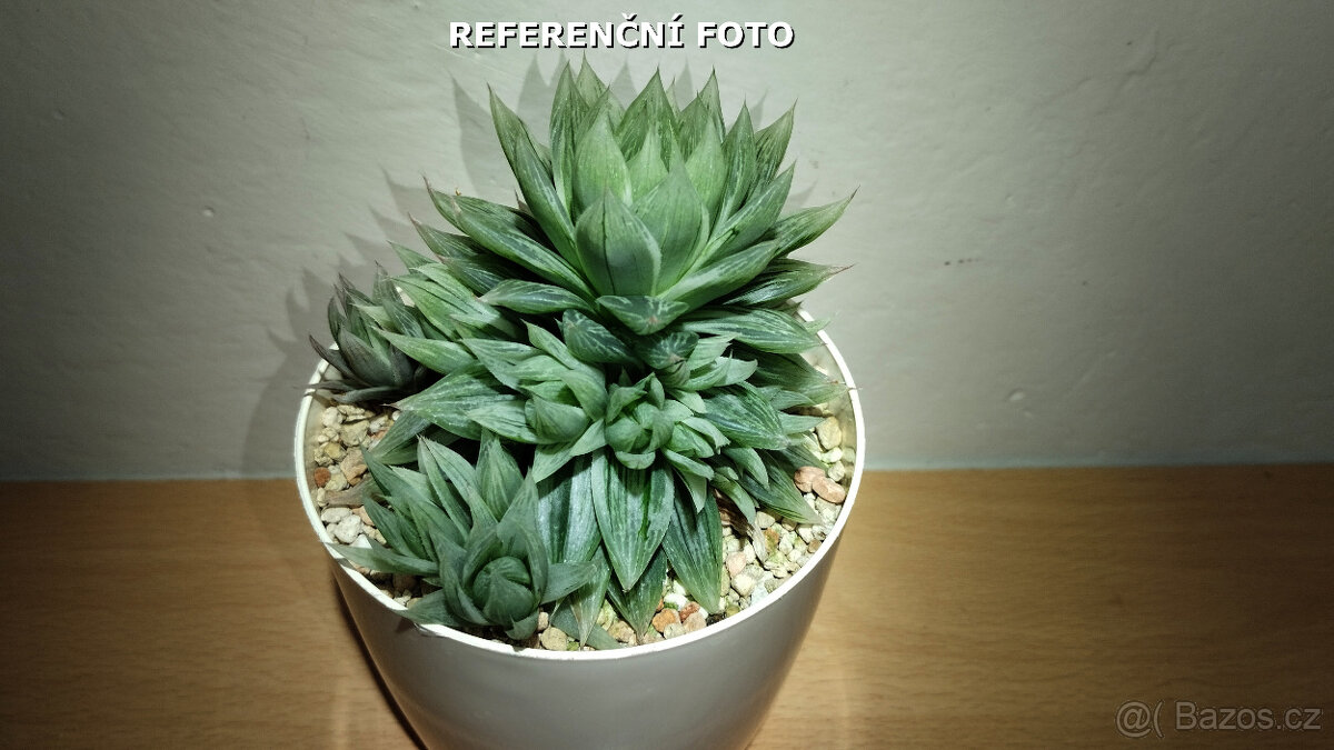 Haworthia cv. Marble ( sukulent ) - 3