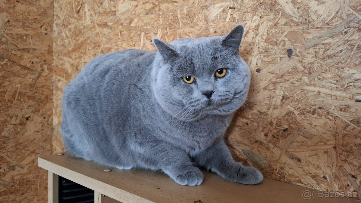 Britský kocour ke krytí s PP - 3