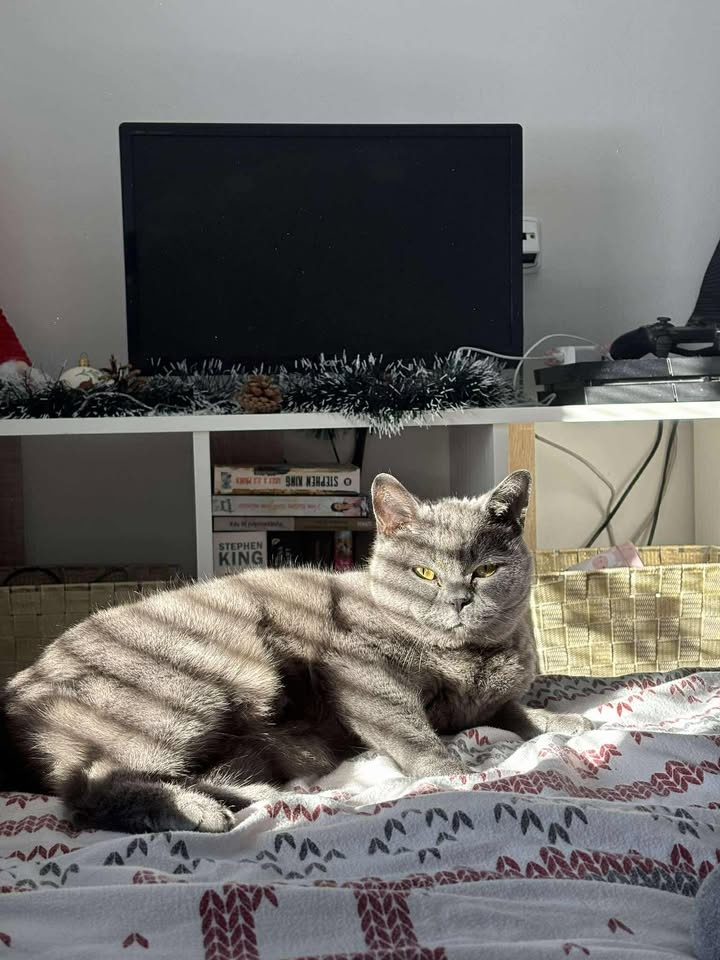 Zralá lady Šeron - 3