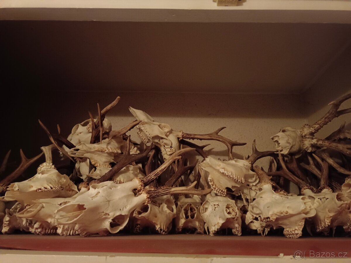Lovecké trofeje - 3