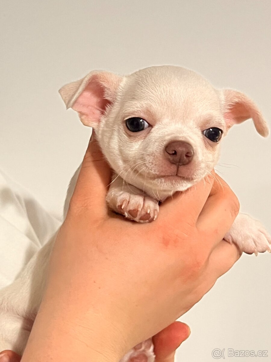 Krátkosrstá čivava bez PP - 3