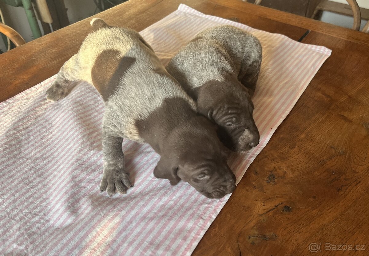 Prodám štěňátka NKO s PP - 3