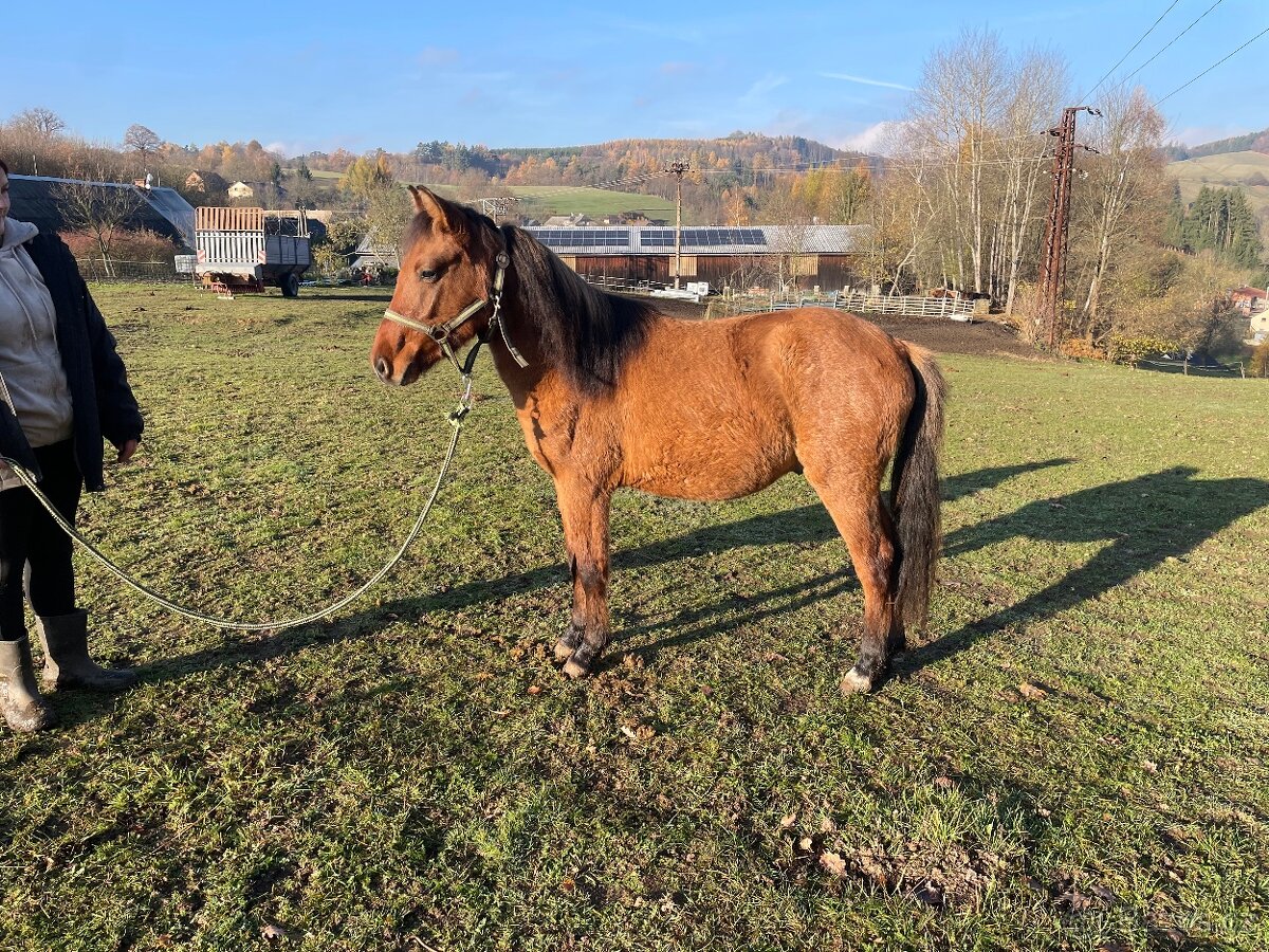 Hřebec/valach ČSP Pony dvouletý červený plavák - 3