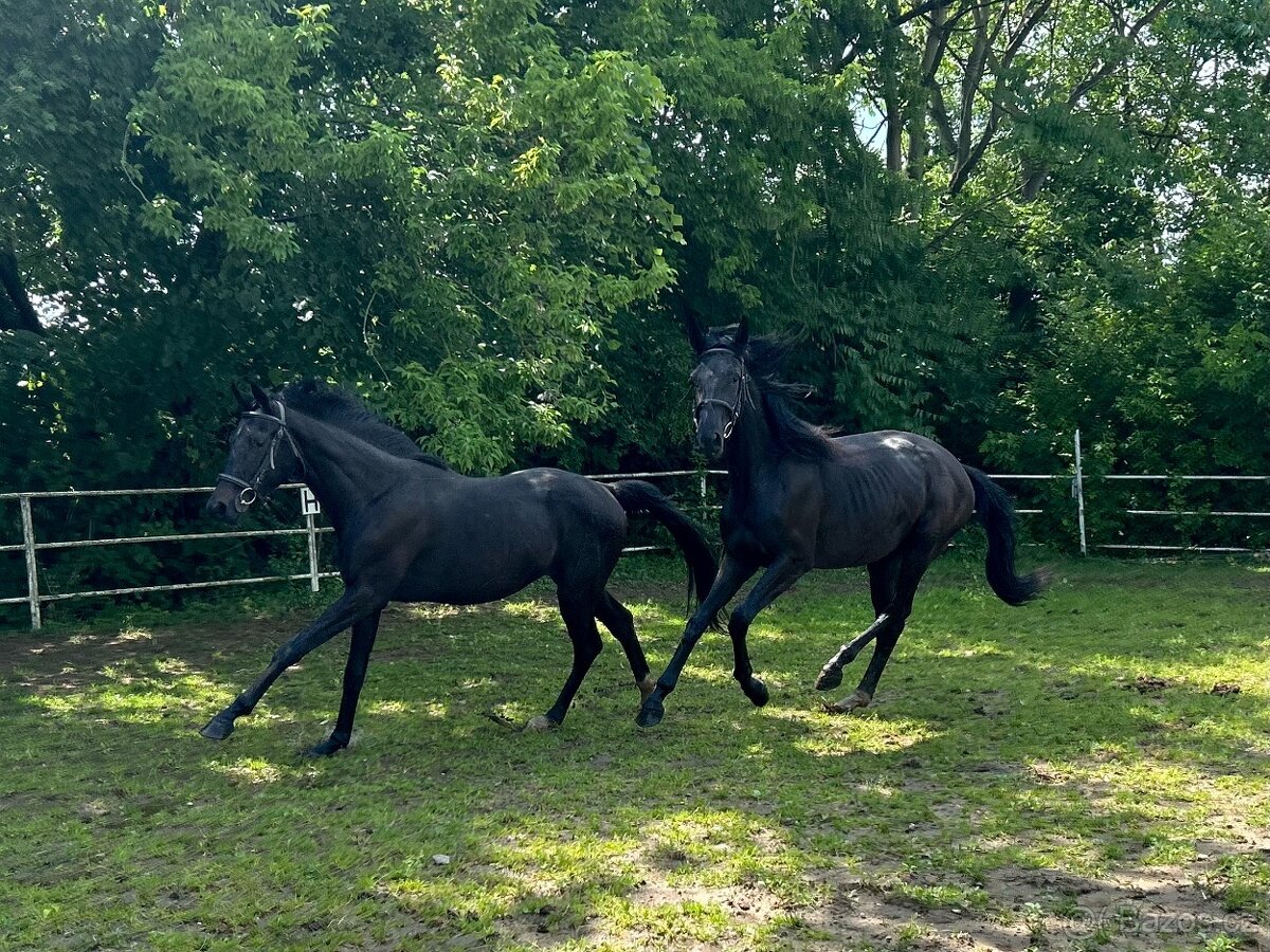 klisny čt vrané - 3