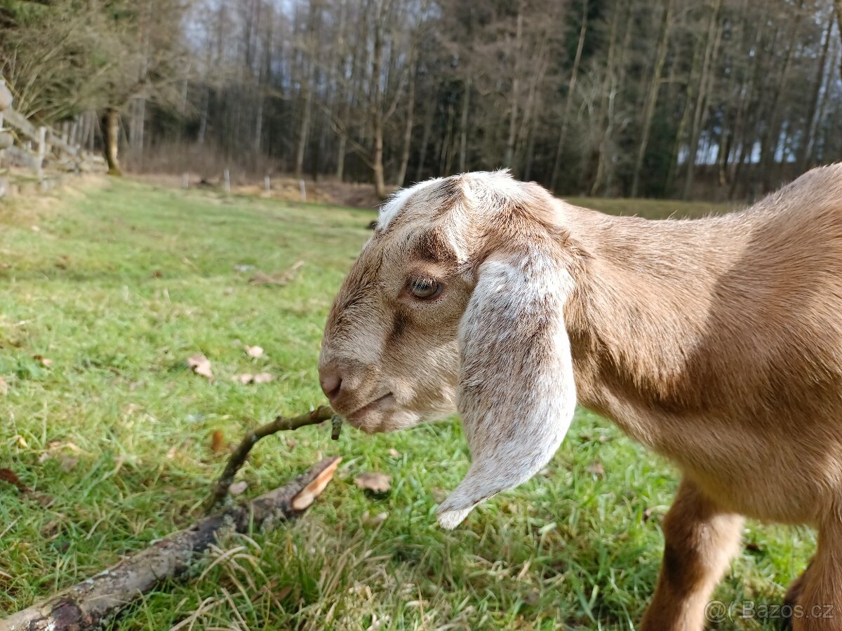 100% AN kozlík Adam - 3