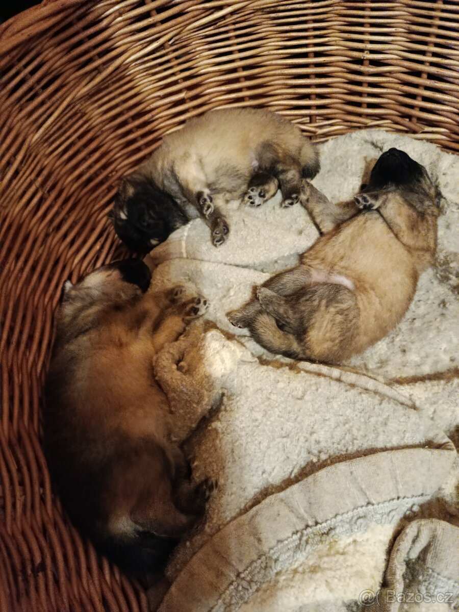 Německý špic střední s PP - 3