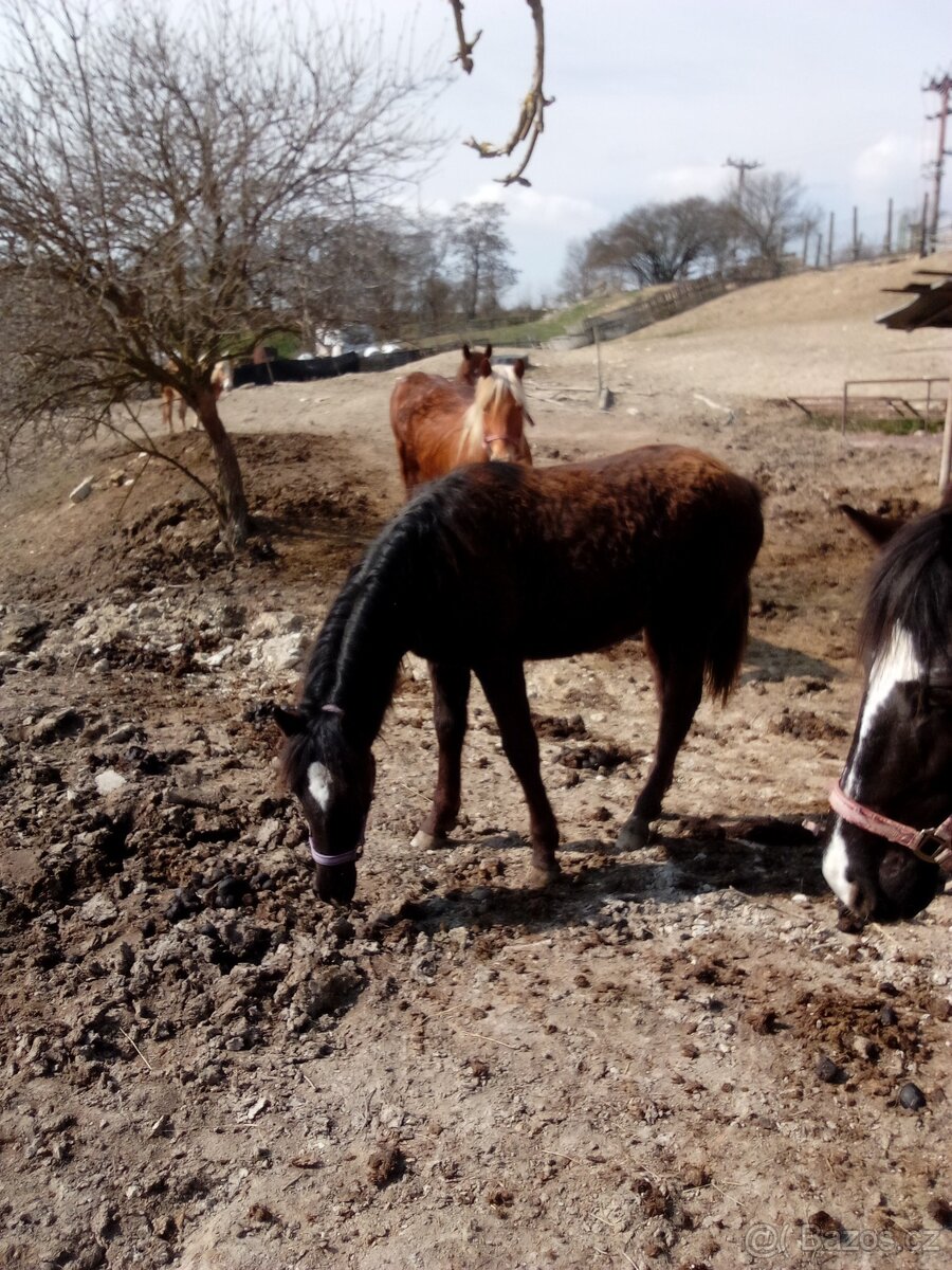 Prodám kobylku WPB - 3