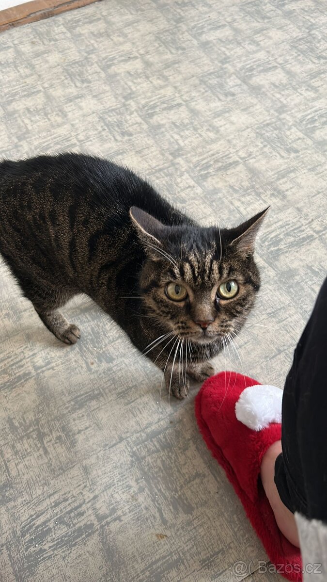 Přítulný mourek Simon naléhavě hledá domov - 3