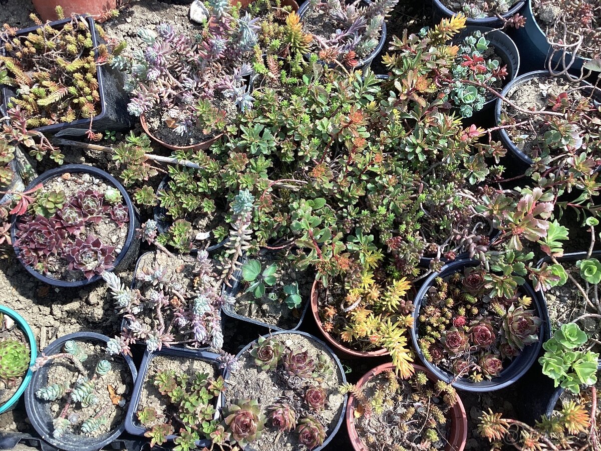 Rozchodníky půdopokryvné vhodné na zelenou střechu - 3