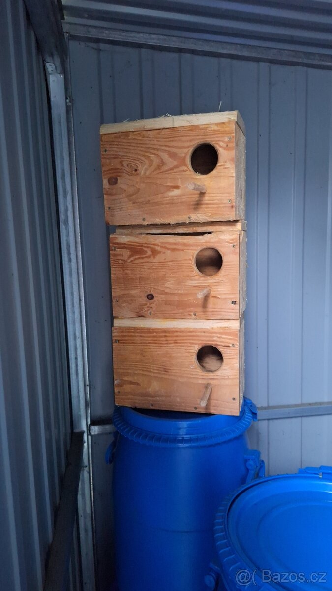 Agapornis škraboškový - 3