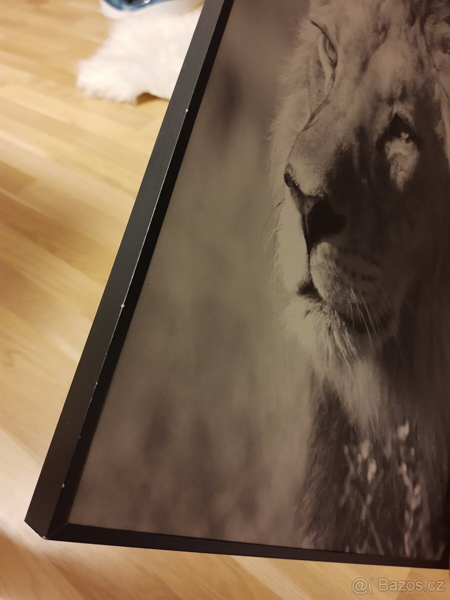 Černobílý obraz lev na plátně - 3