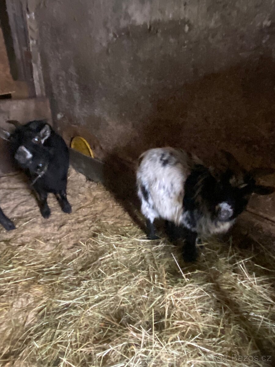 Samec lamy krotké - 3