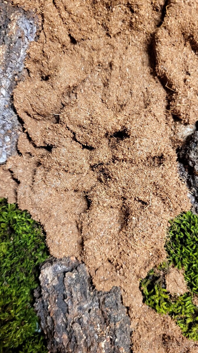 Pozadí do terária - 3