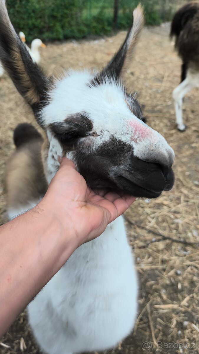 Lama krotká - 3