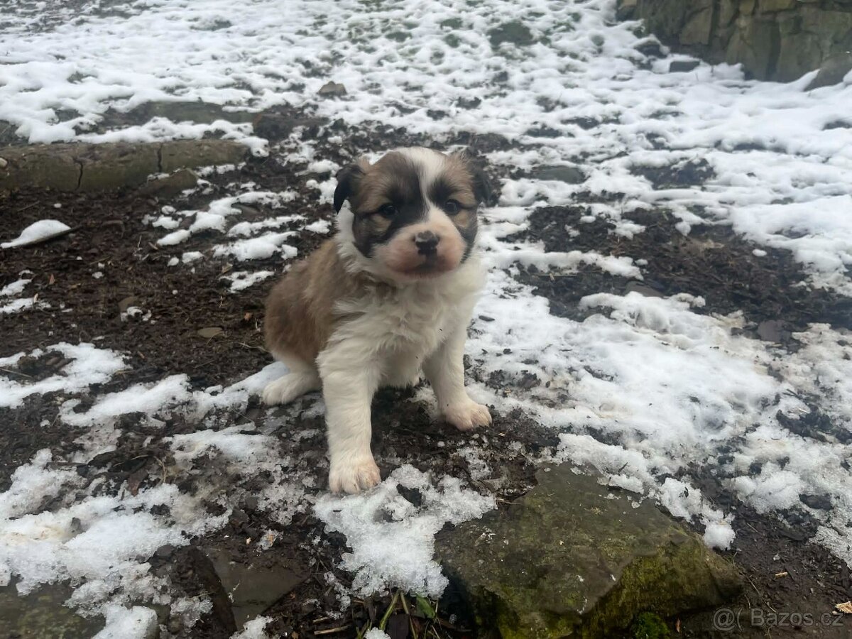 Prodám štěně border kolie - 3