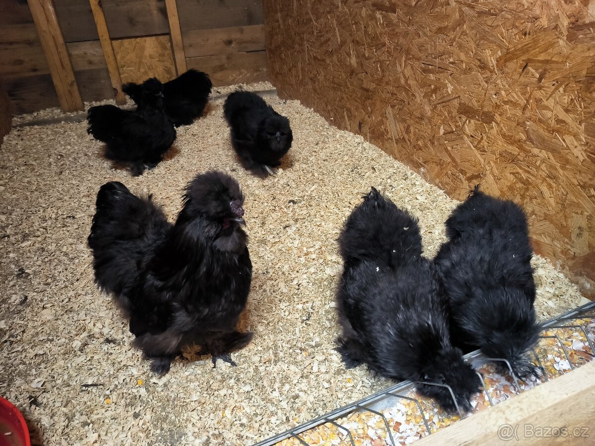 Hedvábničky velké vousaté EU černé a čoko - 3