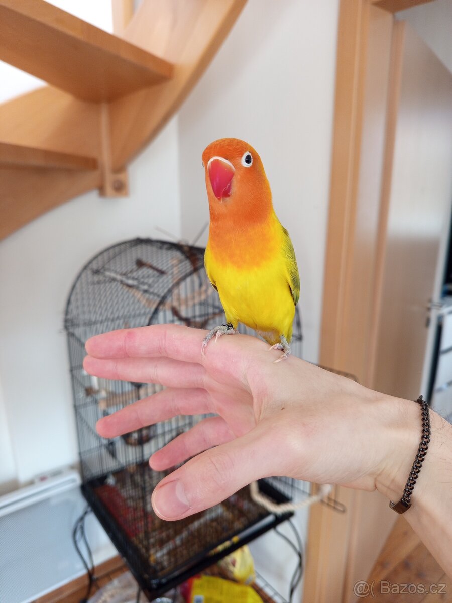 Agapornis s klecí - 3