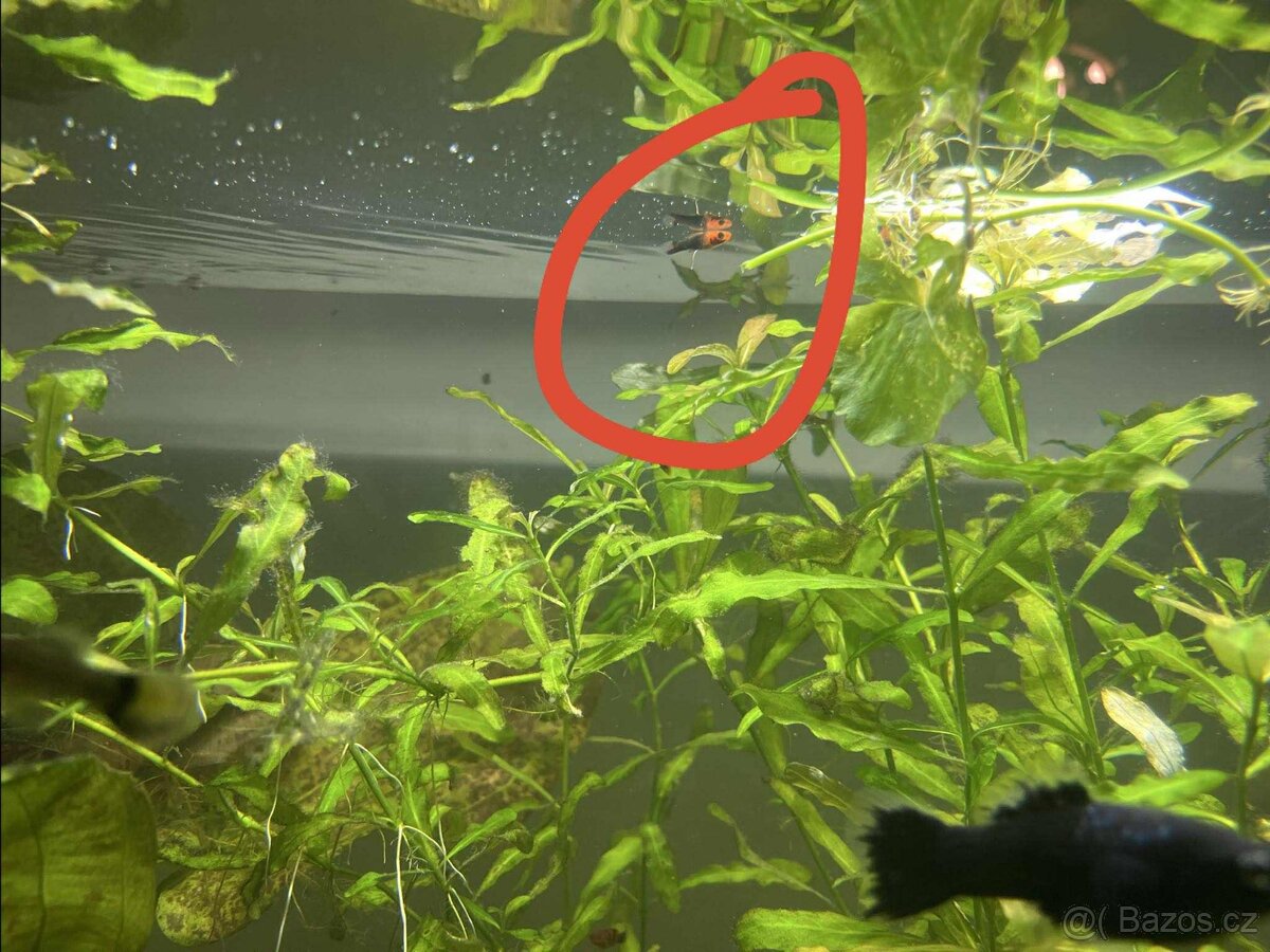 Akvarijní rybičky - 3