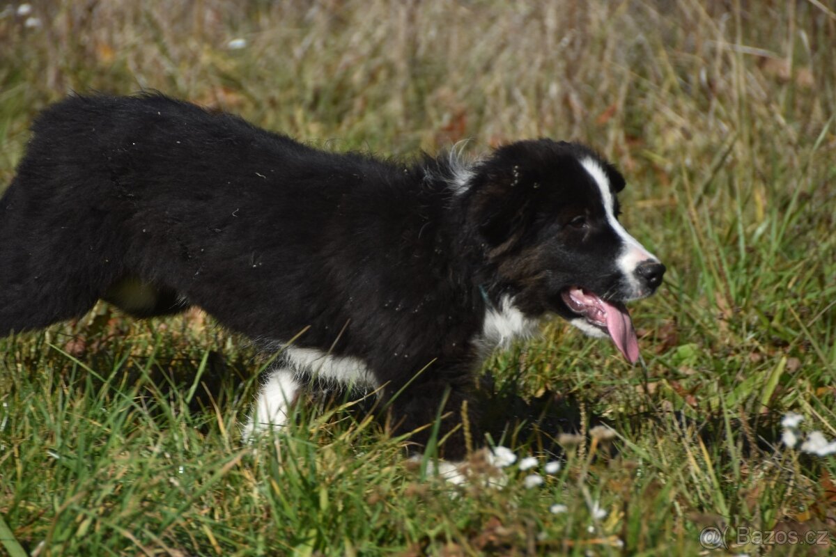 Border kolie s PP - 3