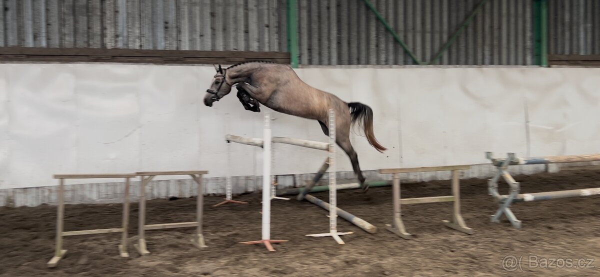 3,5letá skoková klisna - 3