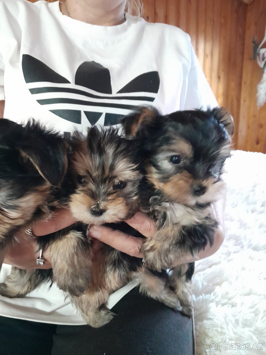 Jorkširsky teriér - 3