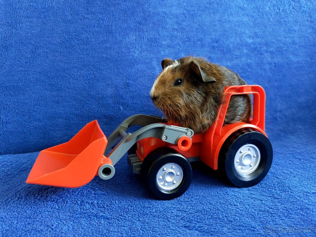 Morče, morčátka miminka , genové skinny - 3