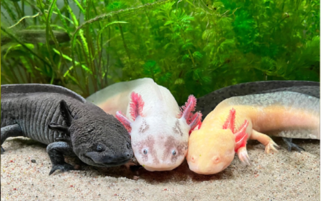 Axolotl mexický - 3