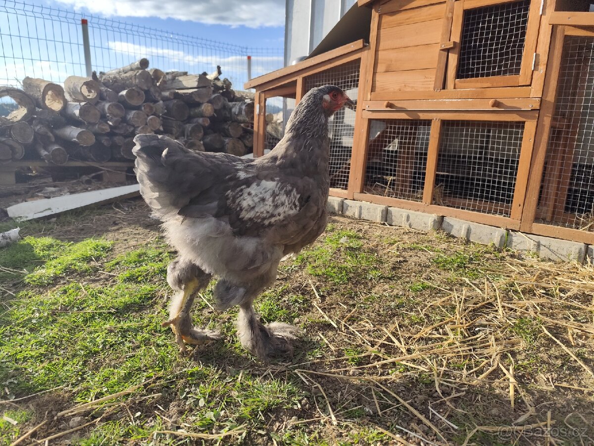 Brahmanka kohouti - 3