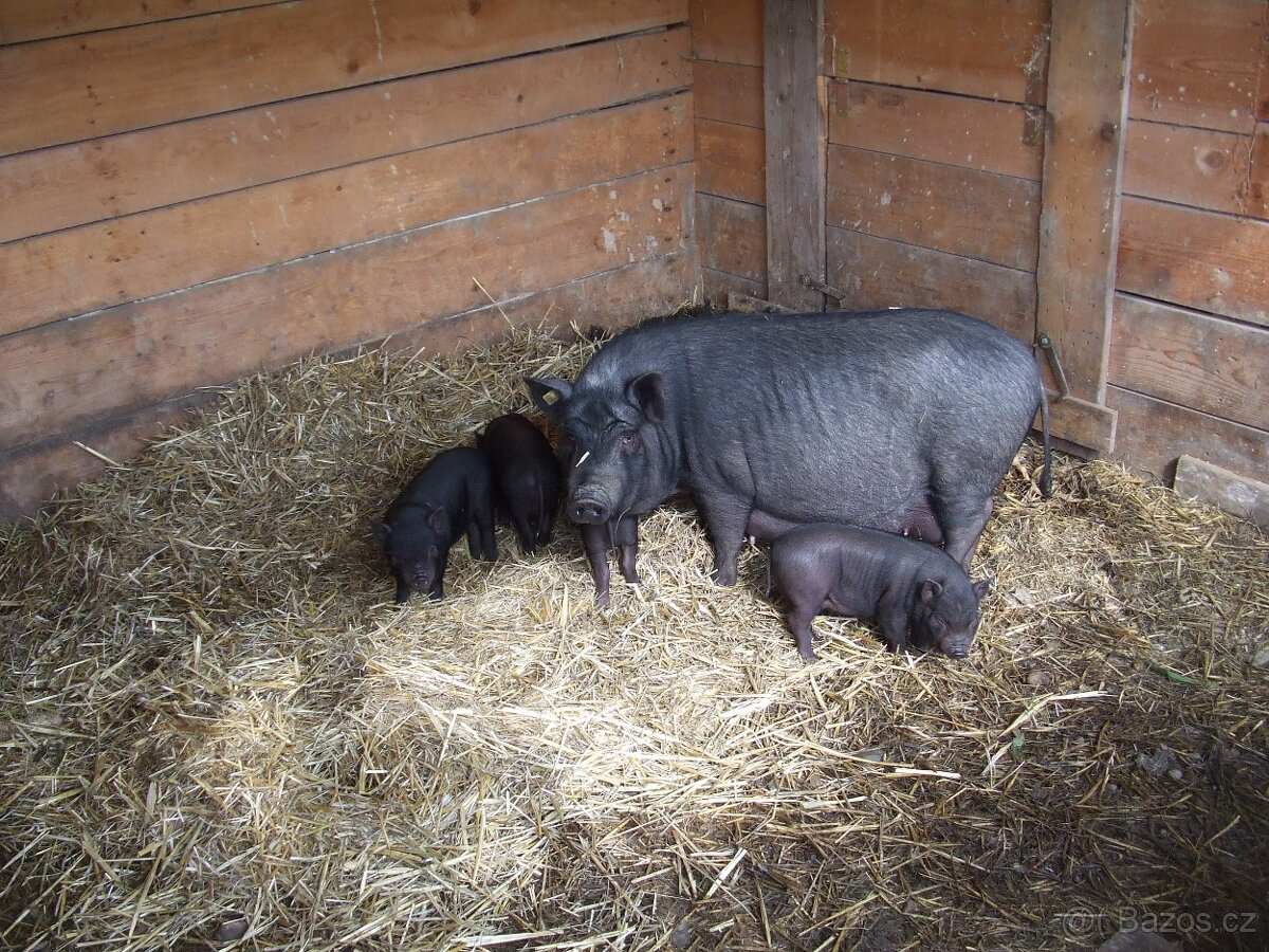 Prodám selata - 3